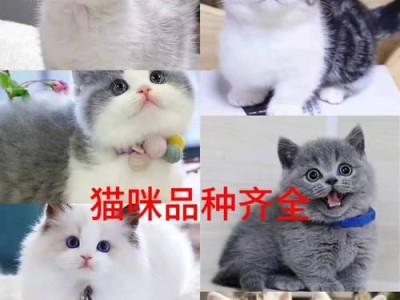 如何在网上购买便宜的猫咪？（找到价格实惠且可靠的宠物网站）