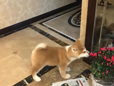 秋田犬的饮水需求及水果饮食（揭秘秋田犬每天所需水量与水果饮食的可行性）