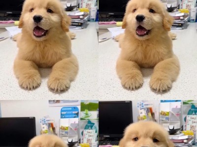 金毛犬的性格特点及其适合家养的原因（了解金毛犬的亲人性格，享受家庭生活的陪伴）
