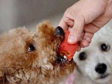 以饲养泰迪犬要记住“7件事”，一生受益为主（如何正确饲养泰迪犬，提供健康快乐的生活环境）