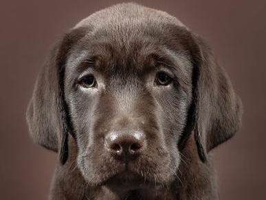 解决拉不拉多幼犬多眼屎的方法（保护拉不拉多幼犬眼睛健康，远离多眼屎的困扰）