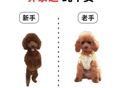 如何正确地给泰迪剪指甲（掌握适当的剪指甲频率和技巧，让你的泰迪宠物保持健康舒适）