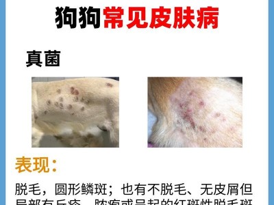 以幼犬预防皮肤病，科学饮食至关重要（合理的营养摄入是关键）