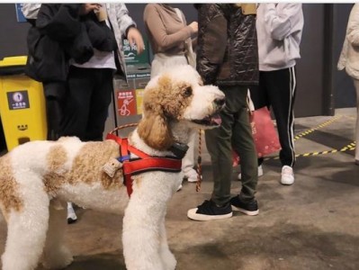 巨型贵宾犬的适宜食物选择（满足营养需求，确保健康成长）