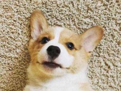 探寻世界上最可爱的小短腿犬种（从柯基到达奇犬，小短腿犬种大盘点）