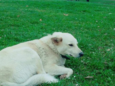 欧亚大陆犬的饲养方法（宠爱您的欧亚大陆犬，培养忠诚的好伙伴）