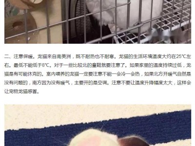 养龙猫的注意事项（打造幸福的龙猫家园）