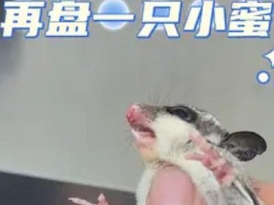 蜜袋鼯饲养注意事项（不适合蜜袋鼯的四类宠物用品及其危害）