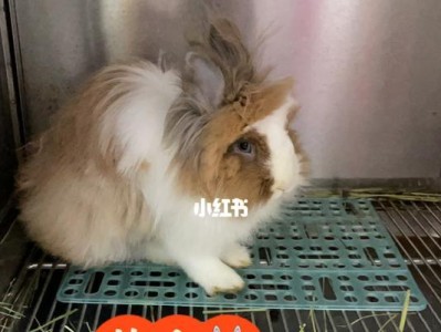 养宠物兔要定期剪毛吗？（探讨宠物兔剪毛的频率和方法）