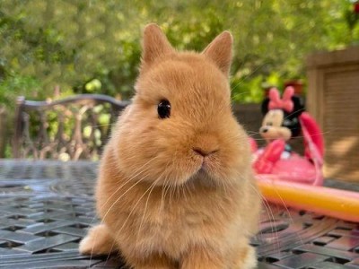 养殖日本大耳白兔（宠物养殖技巧分享）