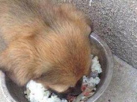 土狗的食物偏好及其对健康的影响（了解土狗爱吃的食物种类，保持它们的健康）