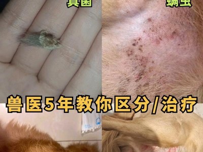 狗狗打针后多久起药效？（研究显示）