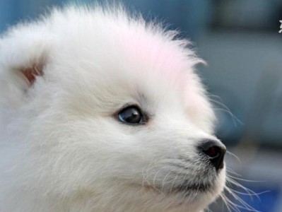 新手养幼犬指南（了解正确的饮食喂养方式，助力你和幼犬建立良好的健康关系）