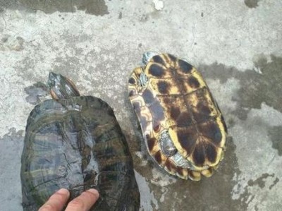 以裙边龟为宠物的饲养方法（从生活习性到饲养技巧，这里有你想要的一切）
