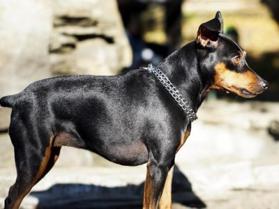 迷你杜宾犬洗澡指南（掌握这些小技巧，让你的宠物更健康、更舒适）