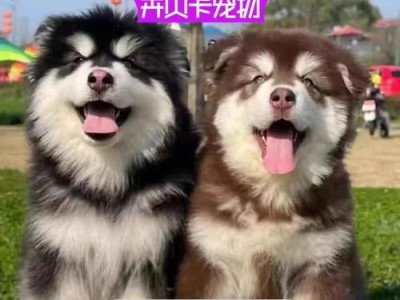 阿拉斯加犬的价格和选购指南（阿拉斯加犬的价格、特点、及如何正确选购）