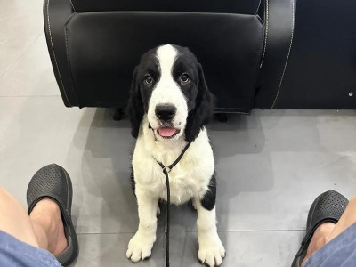 如何给史宾格犬护理被毛（有效解决史宾格犬体味重的问题）