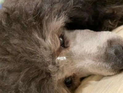 如何有效防止贵宾犬晕车？（以宠物为主，让爱宠健康出行）