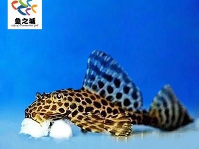 清道夫鱼（探秘清道夫鱼的食性及其对海洋环境的重要影响）