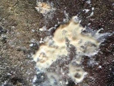 球虫（揭秘球虫的生态特征和危害程度）