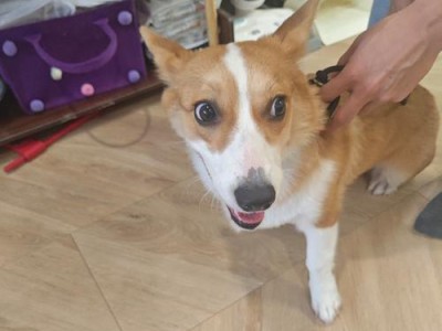 养小鹿犬的原因与好处（探索小鹿犬的可爱与亲和力，让你爱不释手）