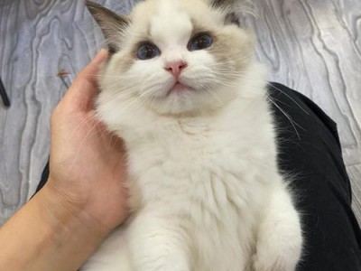 了解布偶猫（探索不同布偶猫品种的特点和魅力，解析蓝双和海双的异同）