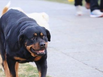 如何训练你的罗威纳犬成为一只忠诚的宠物（从基础训练到高级技巧，打造顺从听话的罗威纳犬）