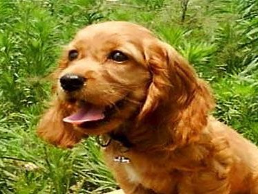 英国可卡犬的饲养方法详解（从喂养到训练，助你成为合格的可卡犬主人）