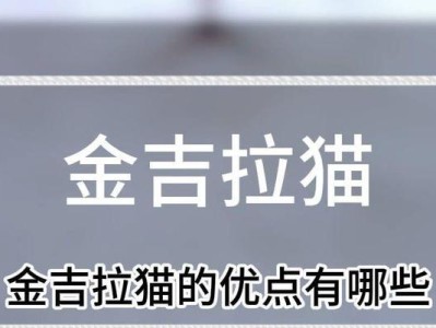 探讨“金吉拉猫”养育现象的原因（为什么越来越多人选择养“金吉拉猫”？）