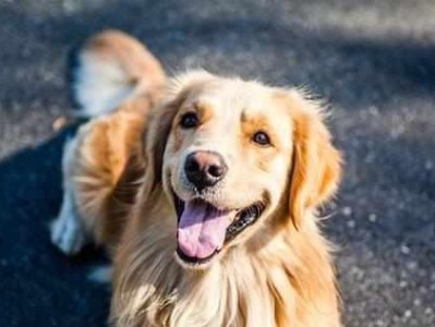 《如何科学养金毛犬》（专业护理，让宠物健康快乐）
