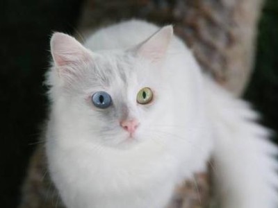 土耳其梵猫百科全解——世界上最贵的猫（探索土耳其梵猫的神秘魅力）