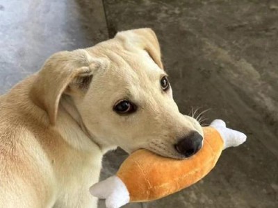 拉布拉多犬3个月大喂什么？（科学饲养指南及营养需求解析）
