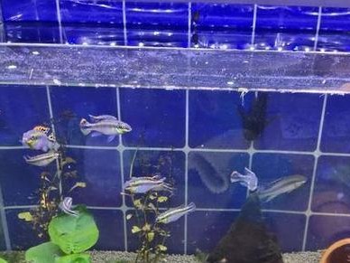 非洲凤凰鱼的饲养方法（打造温馨的宠物天地，关爱非洲凤凰鱼）