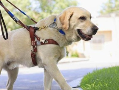 揭秘拉布拉多犬智商训练方法（打造高智商宠物，从训练开始）