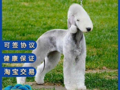 贝林顿梗的毛色是什么？（探寻贝林顿梗独特的外貌特征）