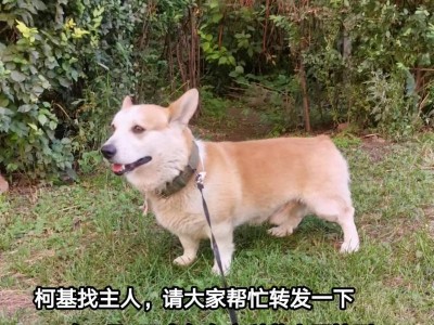 柯基犬公的独特魅力（探寻柯基犬公的外貌特征与个性特点）