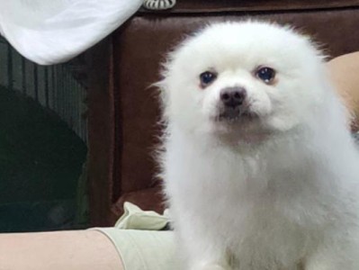 如何观察博美幼犬的便便？（掌握这些观察点，让你更好地照顾小狗）