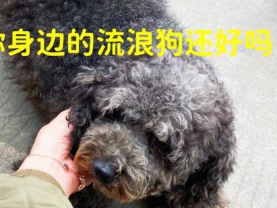 冬季养狗禁忌——为你的狗狗创造温暖与健康（6个冬季禁忌，让你的爱宠在寒冷季节过得更舒适）