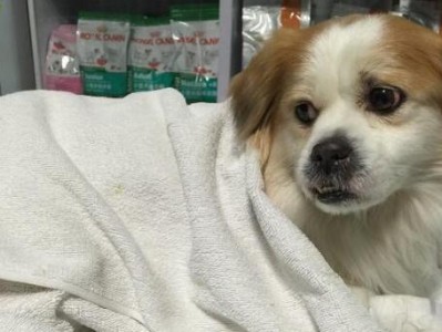 宠物狗特殊情况下呕吐治疗法（教你如何有效处理狗狗呕吐问题）