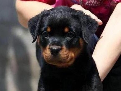 秋田犬防盗指南（以宠物为主，警惕坏人偷走你的好朋友）