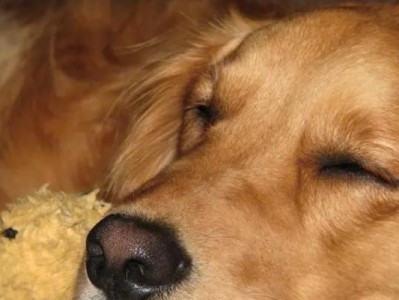 金毛犬喂养指南（了解金毛犬的饮食需求与健康管理）