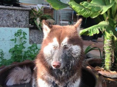 如何让宠物阿拉斯加犬爱上洗澡（养护毛发，增强健康、宠爱须臾间）