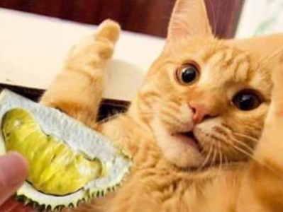 用什么味道可以诱猫咪？（探索猫咪的味觉喜好，为你的宠物提供最好的刺激）