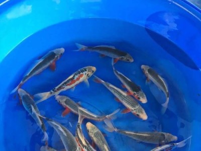 秋翠锦鲤的饲养方法（从养鱼环境到饲料，打造专属锦鲤家园）