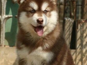 阿拉斯加犬喂养指南（从幼犬开始，做好宠物的饮食规划）