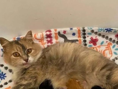 猫生育前的反应及其意义（了解猫生育前的反应对饲主至关重要）