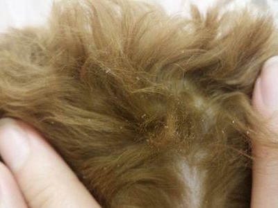 泰迪狗打针需要注意的部位及方法（保护泰迪狗健康的必要措施）