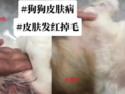 狗狗皮肤问题的解决方法（如何缓解狗狗耳道发红流水问题）