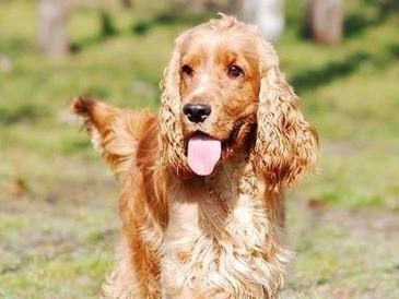 为什么可卡犬成为人们的首选宠物？（探寻可卡犬的受欢迎程度和家养适宜性）