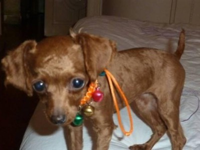 如何给贵宾犬做好毛发护理（从清洁到造型，全方位呵护爱宠）